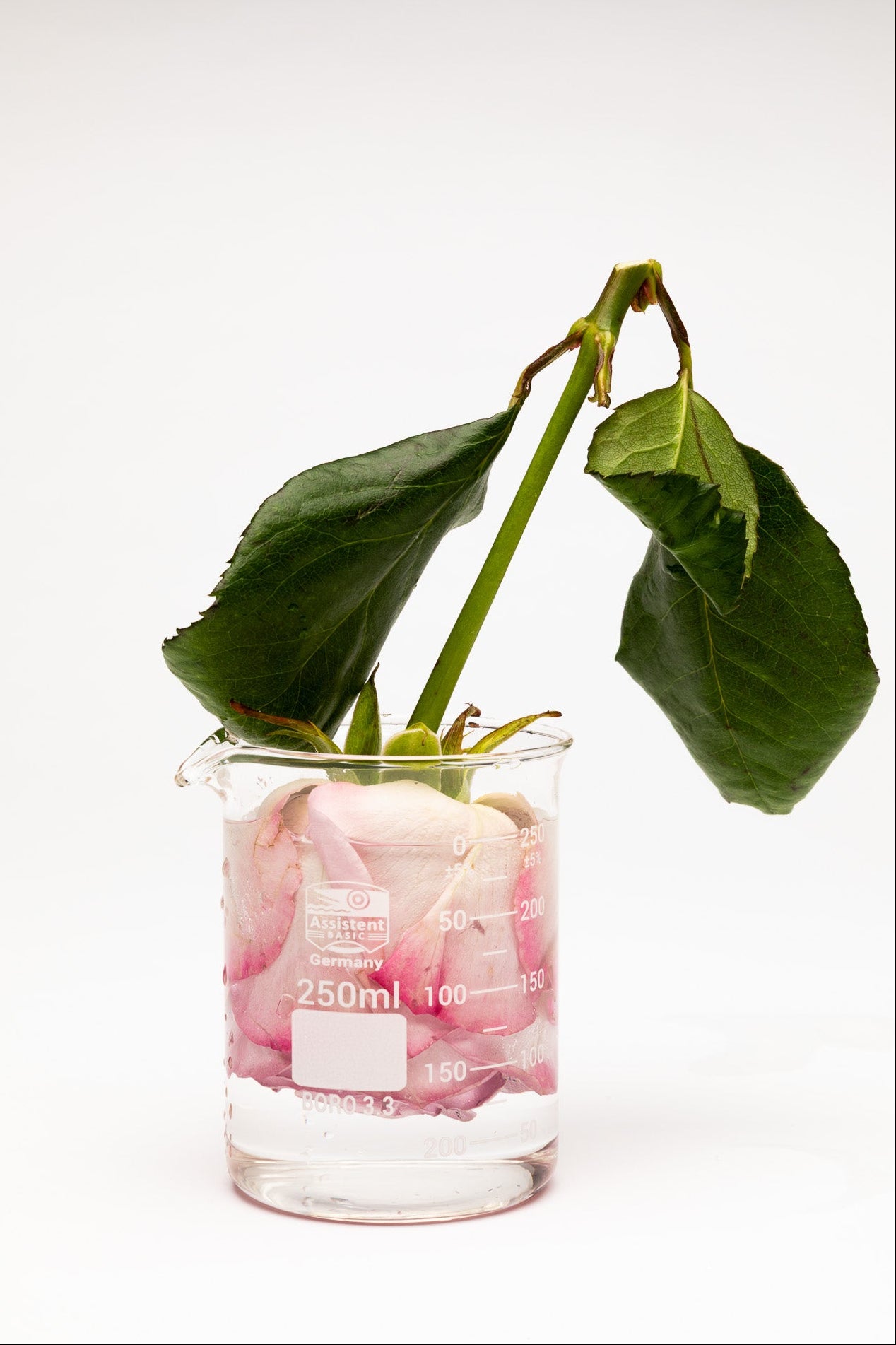 Steel Rose | Eau de Parfum sample - mmoire - 